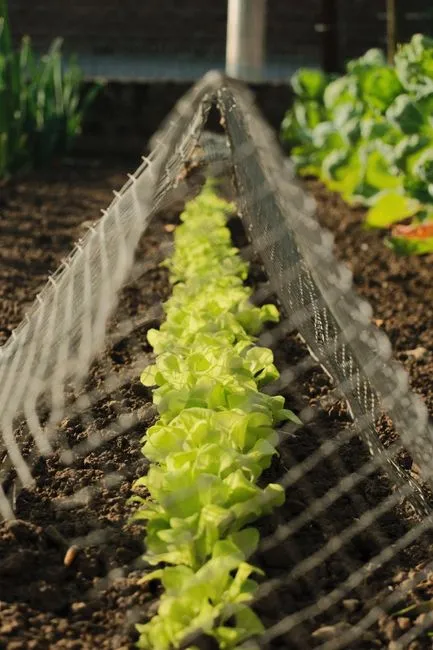 A vibrant raised garden bed filled with various plants, including tall sunflowers, leafy greens, and